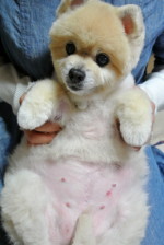 20120525momo.JPG