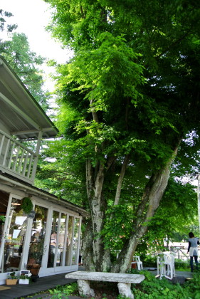 20120608niwa.JPG