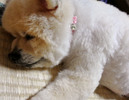 20120624momo3.JPG