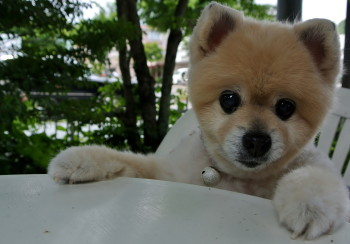 20120703momo1.JPG