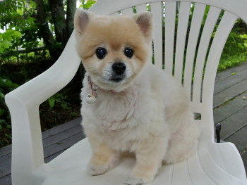 20120703momo2.JPG