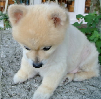 20120809MOMO.JPG