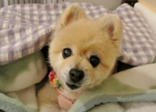 20130413MOMO1.JPG