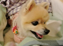 20130413MOMO2.JPG