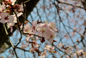 20130426SAKURA.JPG