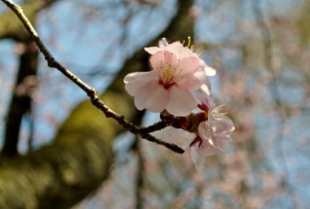 20130501SAKURA.JPG