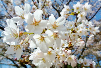 20140425SAKURA0.JPG