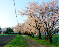 20140425SAKURA1.JPG