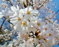 20140425SAKURA2.JPG