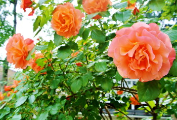 20140623ROSE2.JPG