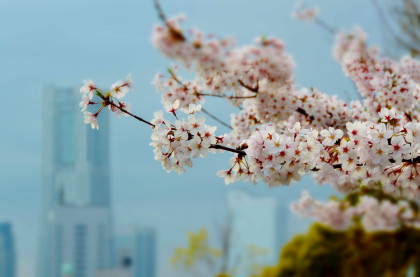 20150403YOKOHAMA1.JPG