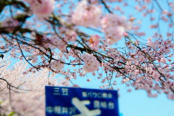 20150426SAKURA2.JPG