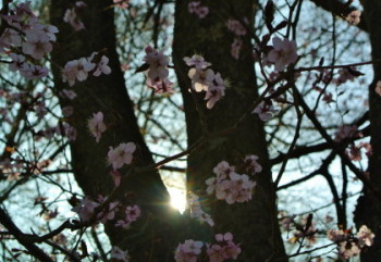 20130426SAKURA1.JPG